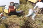 Hiện trường thi thể 2 người nông dân giữa ruộng lúa ở Hải Dương, nghi bị điện cao thế giật trúng