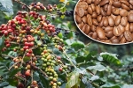 Giá cà phê hôm nay 8/10: Arabica tăng mạnh, Robusta thận trọng khi Việt Nam bước vào vụ thu hoạch