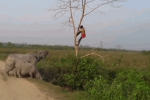 Clip: Bị tê giác truy đuổi, người đàn ông sợ hãi trèo lên cây