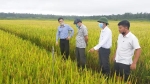 Gia Lai: Khảo nghiệm 4 giống lúa mới cho năng suất cao