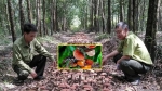 Đồng Nai: Trồng thử nghiệm nấm linh chi dưới tán rừng