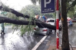 Cây cổ thụ bật gốc đè bẹp đuôi xe Camry trong cơn mưa lớn ở Hà Nội