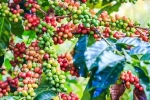 Giá cà phê hôm nay 12/10: Arabica tiếp tục tăng, Robusta giảm trước thời điểm thu hoạch rộ ở Tây Nguyên