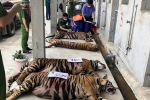 Số phận 9 con hổ ở Nghệ An giờ ra sao?
