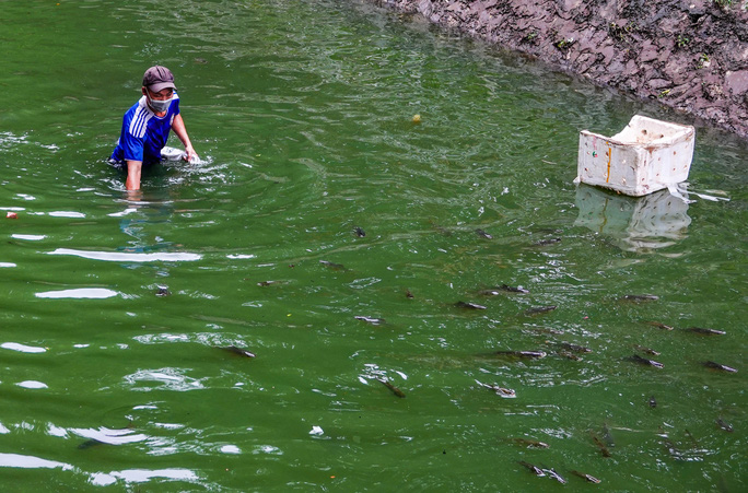 CLIP: Sông Tô Lịch bất ngờ xanh, nhiều người dân vui mừng bắt hàng tạ cá - Ảnh 11.