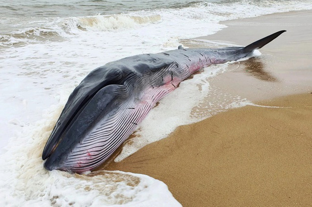 Con cá voi rất lớn dài khoảng 10 mét, nặng khoảng 3 tấn bị sóng đánh mắc cạn vào bờ. Ảnh: Ngọc Bình