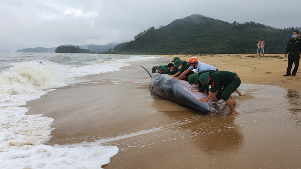 Nỗ lực giải cứu cá voi về biển. Ảnh: Ngọc Bình