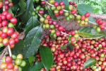 Giá cà phê hôm nay 19/10: Sức mua chùng lại, hàng hóa ùn ứ tác động tiêu cực đến cà phê thế giới