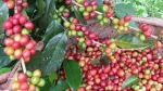 Giá cà phê hôm nay 19/10: Sức mua chùng lại, hàng hóa ùn ứ tác động tiêu cực đến cà phê thế giới