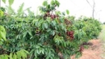 Gia Lai: Cảnh báo nông dân không sử dụng thuốc bảo vệ thực vật chứa hoạt chất Glyphosate