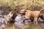 Clip: Tử chiến nhím trong vũng bùn, chó Pitbull bị gai găm đầy mặt