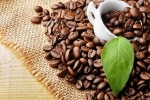 Giá cà phê hôm nay 26/10: Robusta tăng rất mạnh, vượt mốc 2.200 USD/tấn