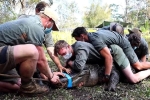 Clip: 12 người đàn ông hợp sức khống chế con cá sấu 'cuồng sex' để sơ tán nó đi chỗ khác