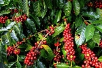 Giá cà phê hôm nay 29/10: Cà phê rộng đường tăng sau khi nhà đầu cơ xả hàng đón dòng vốn mới