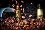 Giá cà phê hôm nay 3/11: Quay đầu giảm, giá robusta đạt mức 2.280 USD/tấn
