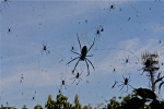 Giải bí ẩn những 'cơn mưa nhện' kỳ quái tấn công Trái đất