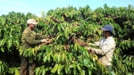 Nông dân Gia Lai phấn khởi trước vụ thu hoạch cà phê