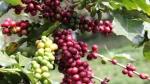 Giá cà phê hôm nay 11/11: Robusta vẫn giữ mốc 2.200 USD/tấn, nông dân phấn khởi vụ mới được giá
