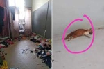 Đến hủy hợp đồng thuê nhà, chủ nhà phát hiện phòng trọ bẩn kinh hoàng cùng xác 4 con mèo
