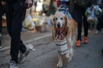 Nhân viên y tế Trung Quốc gây phẫn nộ vì tiêu hủy chó cưng của người đang cách ly