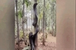 Video: Lạnh người cảnh 3 con rắn hổ mang cùng cuốn tròn trên một thân cây