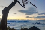 Cây phong ba nổi tiếng nhất 'biển mây' Lảo Thẩn - Y Tý bị đốn hạ về làm củi đun