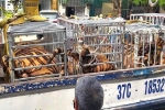 Bỏ gần 1 tỷ đồng mua 14 con hổ về nuôi trong nhà