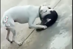 Bị chó Pitbull cắn đứt cổ mà không ai dám can, nạn nhân vẫn hồi sinh diệu kỳ sau 2 tháng