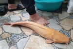 Hà Tĩnh: Người dân bắt được cá trê vàng đột biến vô cùng hiếm gặp, tỷ lệ xuất hiện 1/1 triệu con