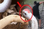 Chuyên gia giải mã hiện tượng bí ẩn 'rắn thần' ở Việt Nam có mào như gà trên đầu