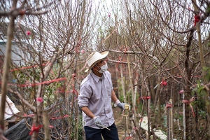 Người dân làng đào Nhật Tân tất bật tuốt lá, đếm từng ngày chuẩn bị cho Tết Nhâm Dần 2022