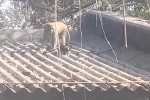 Clip: Khỉ 'bắt cóc' chó con mang lên mái nhà và cái kết khó tin