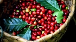 Giá cà phê hôm nay 24/12: Tiếp tục tăng, nông dân chỉ lãi chút đỉnh khi giá cà phê cao nhất 10 năm qua