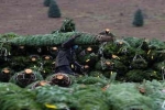 Mùa hè 'nghiệt ngã' gây nên Giáng sinh buồn tại thủ phủ trồng thông của Mỹ