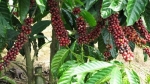 Giá cà phê hôm nay 31/12: Robusta tăng hơn 1.000 USD/tấn năm 2021, trong khi trong nước chỉ thêm 25%