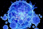 Phát hiện mới về khả năng chống Omicron của tế bào T