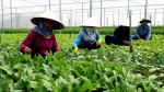 Bà Rịa - Vũng Tàu: Phấn đấu 100% xã đạt chuẩn nông thôn mới trong năm 2022