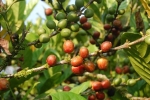 Giá cà phê hôm nay 7/1: Thị trường thế giới tiếp tục trái chiều, xuất khẩu cà phê Việt Nam tăng mạnh