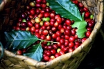 Giá cà phê ngày 12/1: Robusta quay đầu tăng vượt 40.000 đồng/kg