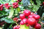 Giá cà phê ngày 13/1: Tiếp tục tăng, Robusta gần 2.300 USD/tấn