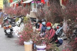 Hà Nội: Cấm phương tiện giao thông một số tuyến phố tổ chức chợ hoa Xuân