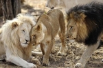 Sư tử Nam Phi mắc Covid-19 nghiêm trọng, gây lo ngại về biến chủng mới