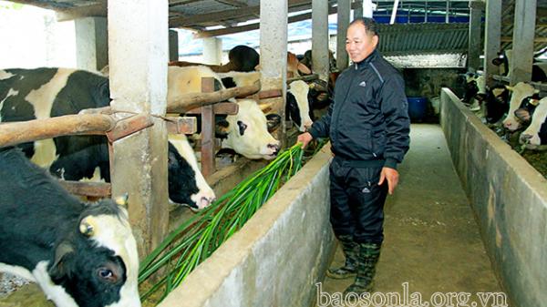 Sơn La: Làm giàu từ chăn nuôi đại gia súc - TinTuc.vn