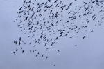 Đàn ngỗng ngàn con rụng lả tả khi bay ngang khu vực 'tử thần': Phải chăng là thảm họa sinh thái?