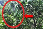 Bầy rắn độc dính chùm trên cây cam trĩu quả, lý do đằng sau sự việc này là gì?