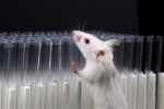 Chuyên gia Trung Quốc nghi Omicron lây từ chuột sang người