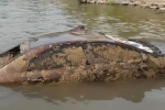 Người đàn ông tìm thấy chiếc ôtô dưới nước với một xác chết ngồi trong đó suốt 12 năm