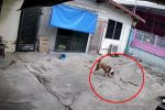 Clip: Rắn độc hung hăng tấn công chó ngay trong sân nhà dân
