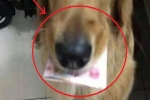 Chó Golden tha về nhà tờ tiền 100 tệ, chủ vừa nhận lấy đã tái mặt: Lập tức báo cảnh sát!