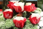 Hoa hồng in chữ 'Love' 'cháy hàng' dịp Valentine